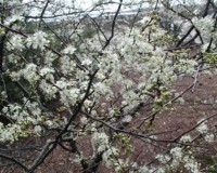 prunus angustifolia 2 r.jpg